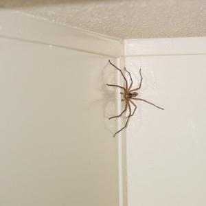 Почему нельзя убивать пауков в доме Убить паука в доме что делать