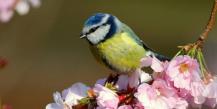 1 апреля, Международный день птиц – праздник единения человека с природой